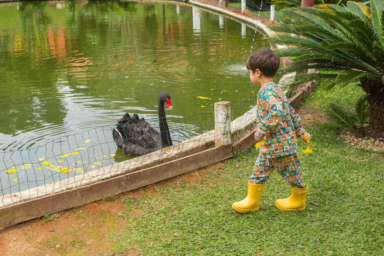 Encontro com o cisne negro no lago