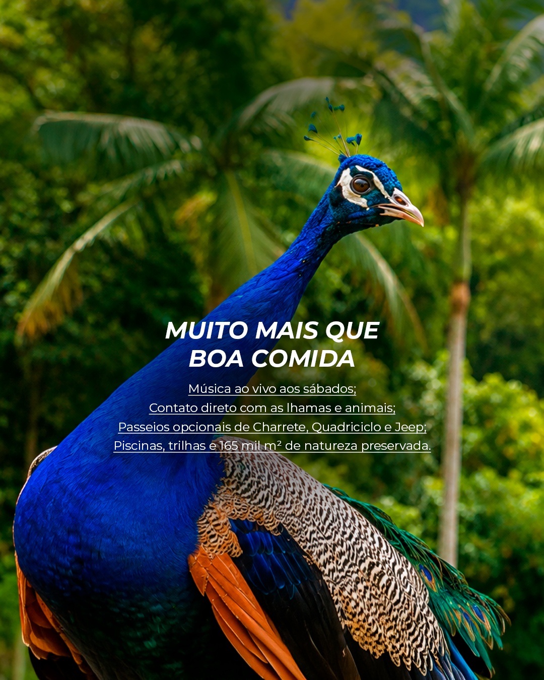 Pavão na área verde do Hotel Fazenda Minha Glória